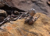 Geastrum minimum image