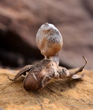 Geastrum minimum image