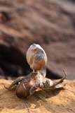 Geastrum minimum image