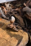 Geastrum minimum image