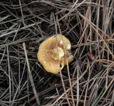 Hygrophoropsis aurantiaca image