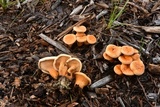 Hygrophoropsis aurantiaca image