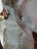 Inonotus obliquus image
