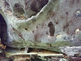 Inonotus obliquus image