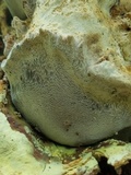 Inonotus obliquus image