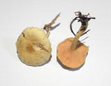 Hygrophoropsis aurantiaca image