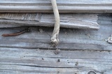Amanita rhacopus image