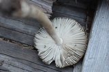 Amanita rhacopus image