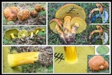 Boletus sensibilior image