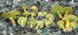 Boletus sensibilior image