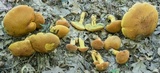 Boletus sensibilior image