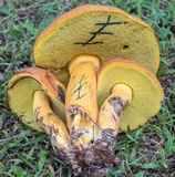 Boletus sensibilior image