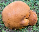 Boletus sensibilior image