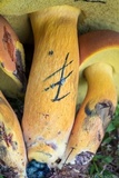 Boletus sensibilior image