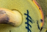Boletus sensibilior image