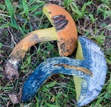 Boletus sensibilior image