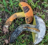 Boletus sensibilior image