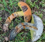 Boletus sensibilior image
