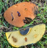 Boletus sensibilior image