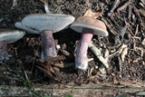 Tylopilus plumbeoviolaceus image