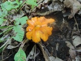 Hygrocybe acutoconica image