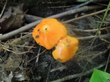 Hygrocybe acutoconica image