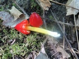 Hygrocybe cuspidata image