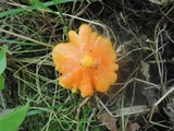 Hygrocybe acutoconica image