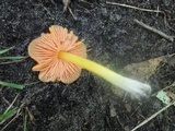 Hygrocybe acutoconica image