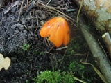 Hygrocybe acutoconica image