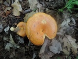 Lactarius croceus image