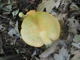 Lactarius croceus image