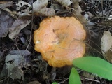Lactarius croceus image
