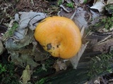 Lactarius croceus image