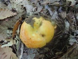 Lactarius croceus image