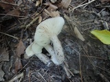 Lactarius mucidus image