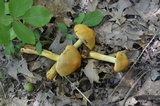 Cortinarius corrugatus image