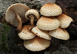 Pholiota squarrosoides image
