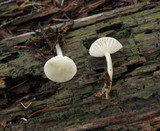 Marasmius calhouniae image