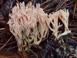 Ramaria rubella image