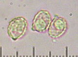 Ramaria rubella image