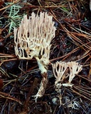 Ramaria rubella image