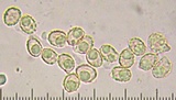 Ramaria rubella image