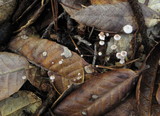 Marasmius quercophilus image