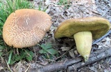 Leccinum rugosiceps image