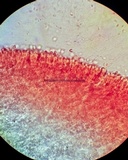 Mucronella flava image