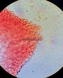 Mucronella flava image
