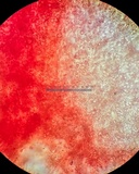 Mucronella flava image