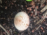 Leucoagaricus americanus image