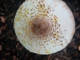 Leucoagaricus americanus image